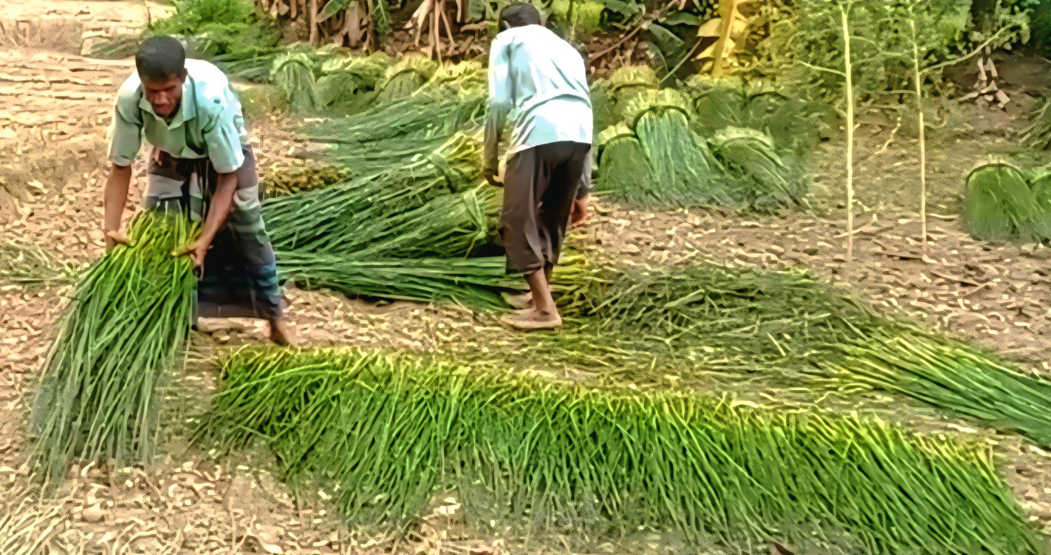 ​প্লাস্টিক পণ্যের ভিড়ে অস্তিত্ব সংকটে রাণীনগরের ঐতিহ্যবাহী, পাতির সপ