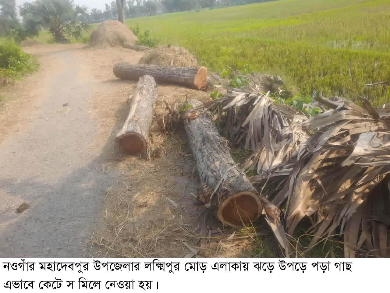 মহাদেবপুরে সরকারি গাছ বিএনপি নেতার স মিলে অবশেষে জব্দ