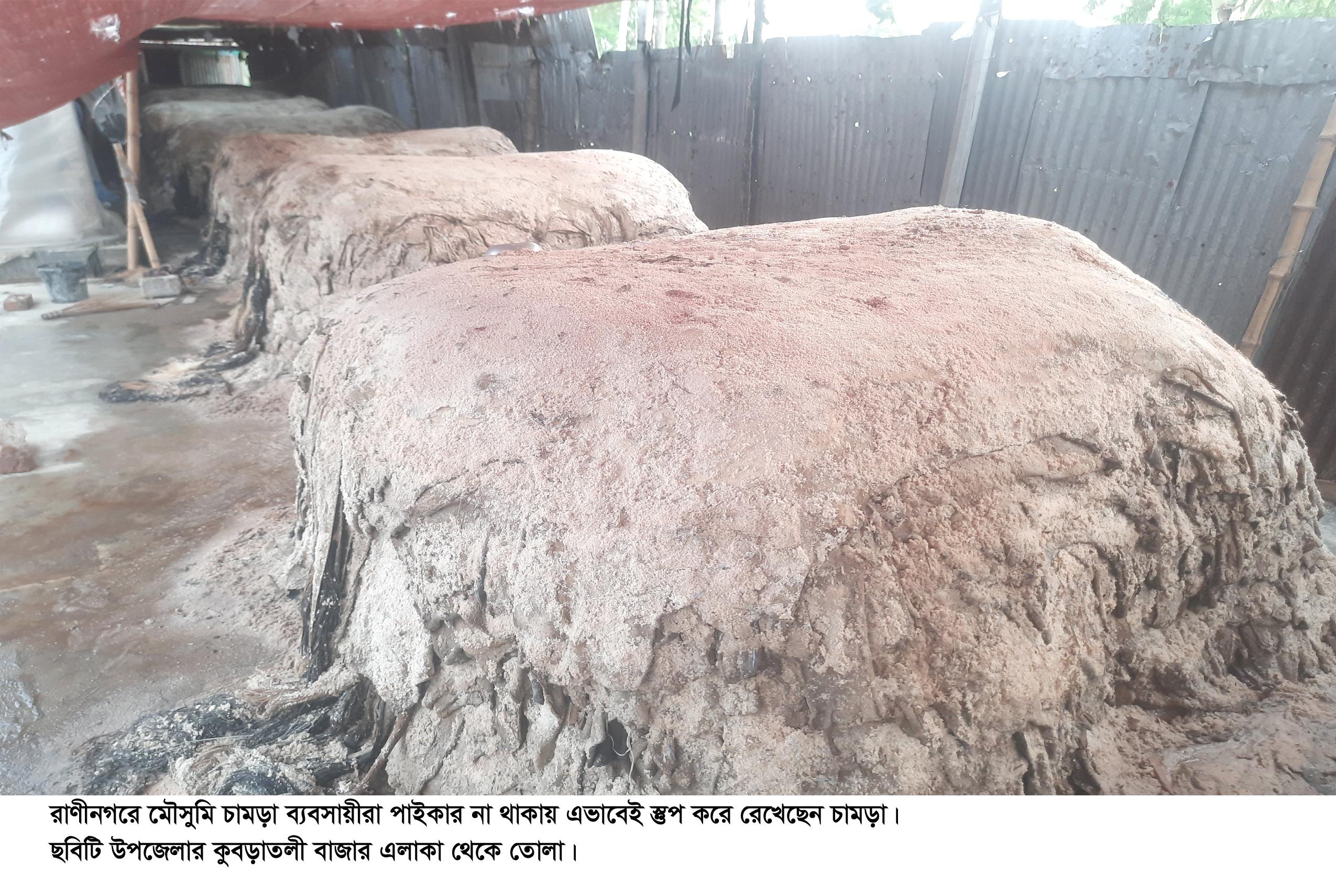 রাণীনগরে ​দেখা নেই পাইকারদের চামড়া কিনে চরম বিপাকে ব্যবসায়ীরা
